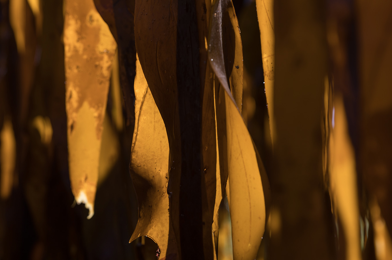 gallery-preview-1